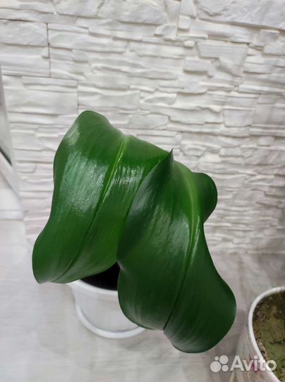 Эухарис амазонская лилия