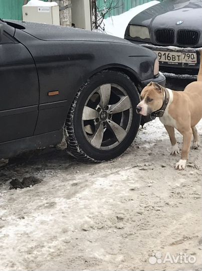 Собака вязка