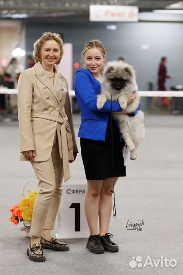 Хендлер. Подготовка собак к выставкам