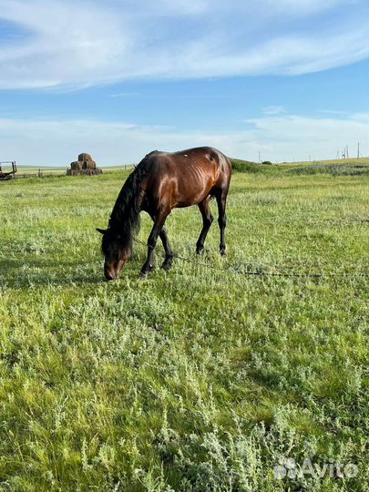 Продажа лошадей