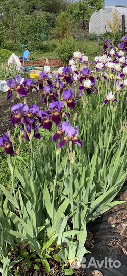 Ирис