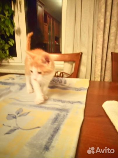 Котенок рыженький