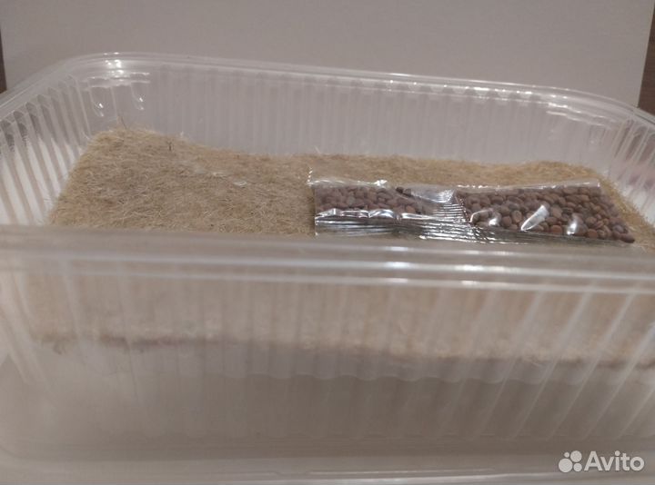 Наборы для выращивания микро зелени