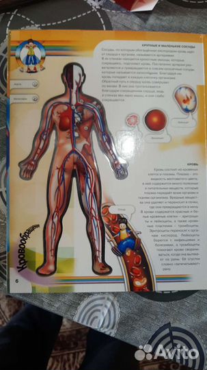 Тело человека книга