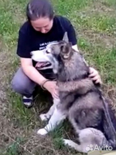 Хаски в добрые руки