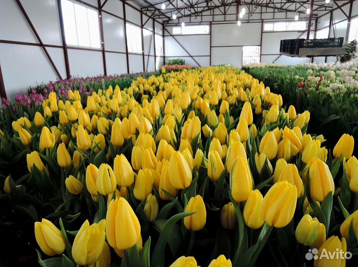 Тюльпаны оптом оранжевые и другие