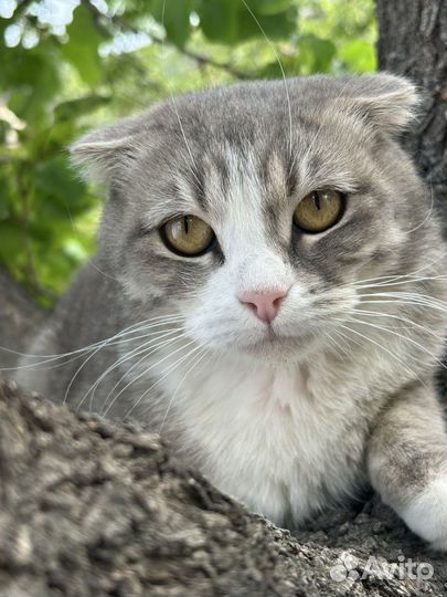 Шотландская вислоухая