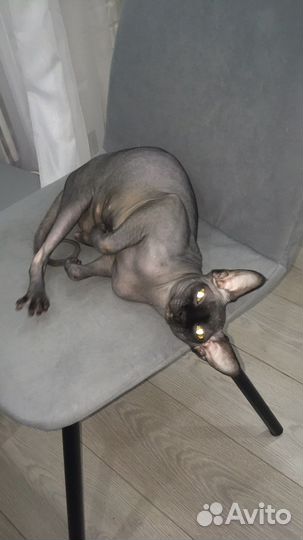 Вязка,мальчик