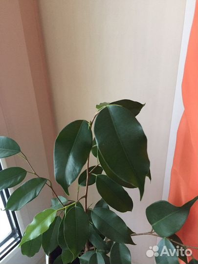 Фикус бенджамина