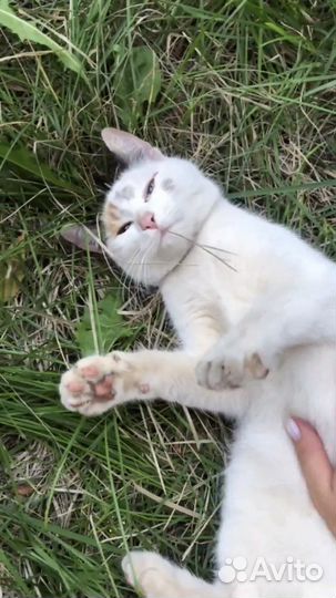 Кошка в добрые руки