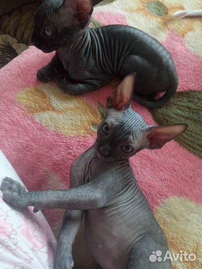 Донской сфинкс