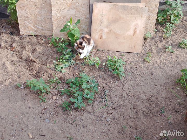 Трехцветный котенок девочка