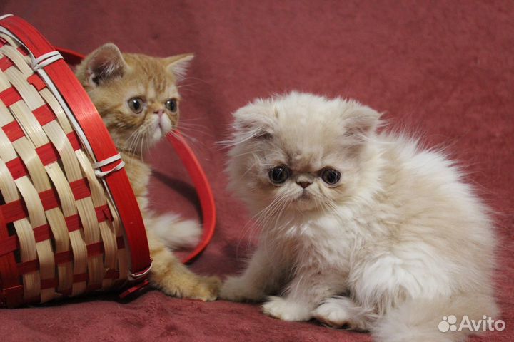 Котята породистые - перс и экзотка девочки