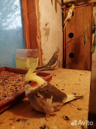 Попугаи Карелла