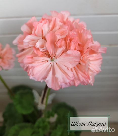 Пеларгония