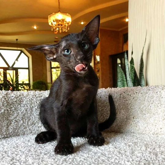 Ориентальные прекрасные