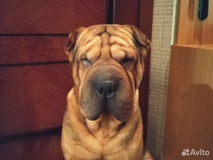 Шарпей вязка