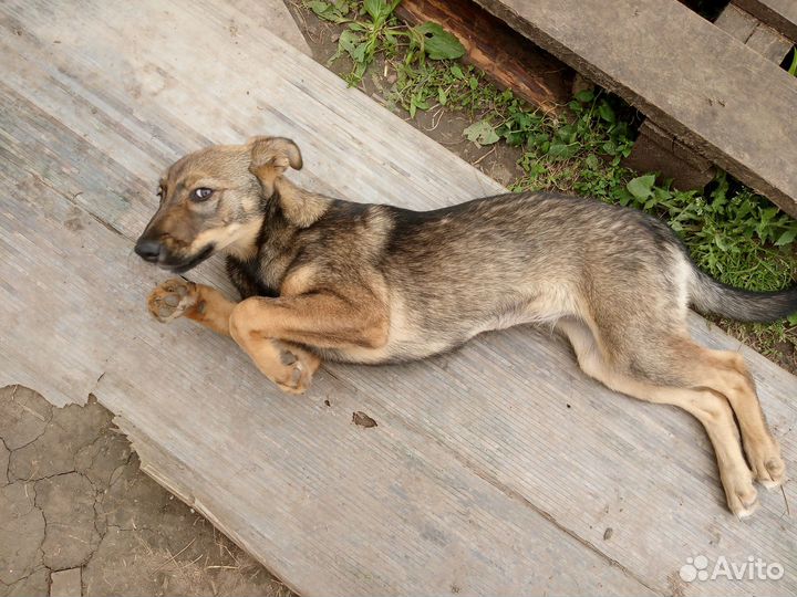 Отдам щенка-девочку