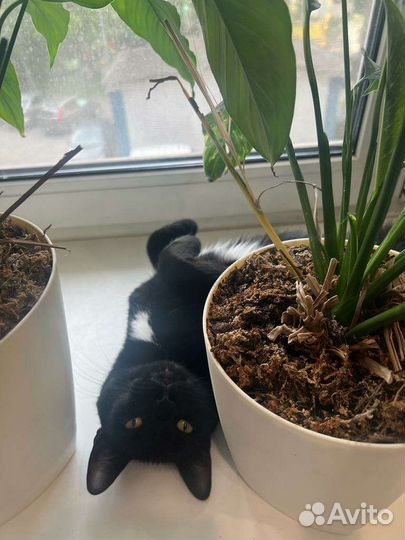 Кошечка в добрые руки