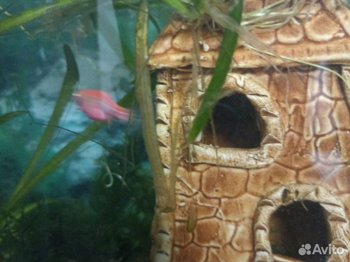 Аквариумные рыбки