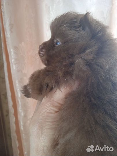 Собака