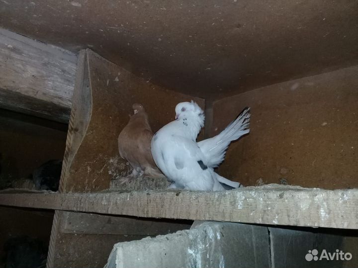 Продам Статных голубей