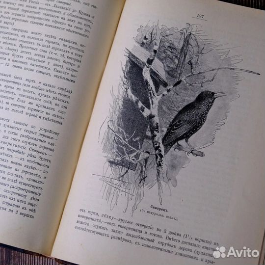 Старинная книга о природе, 1903 г