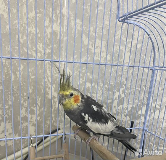 Попугаи корелла