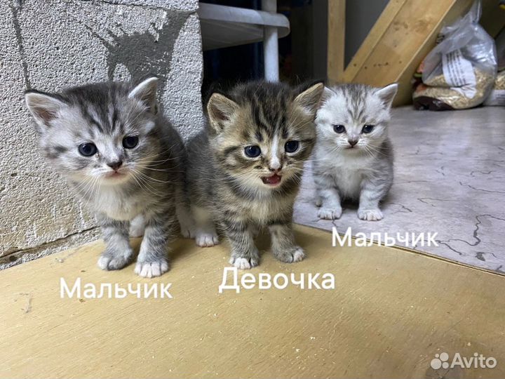 Шотландские котята