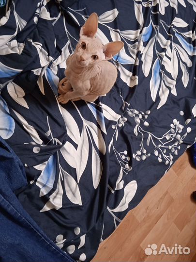 Донской сфинкс