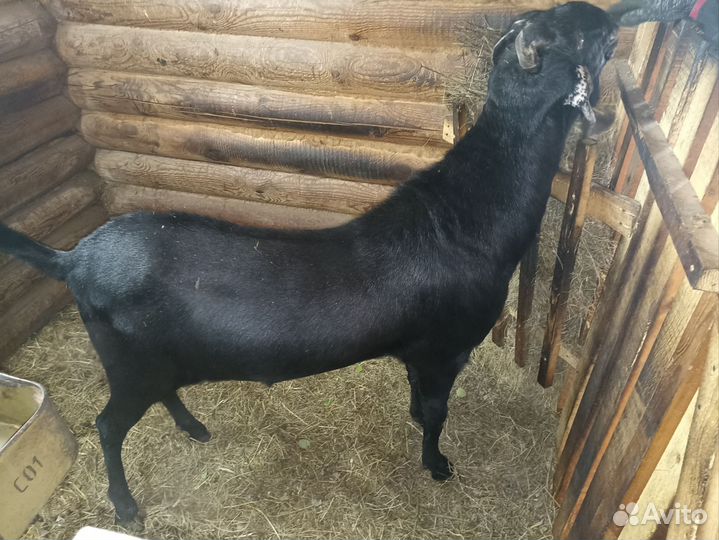 Нубийская порода козел вязка