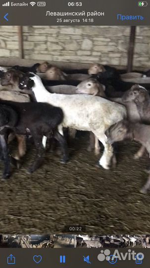 Бараны ягнята