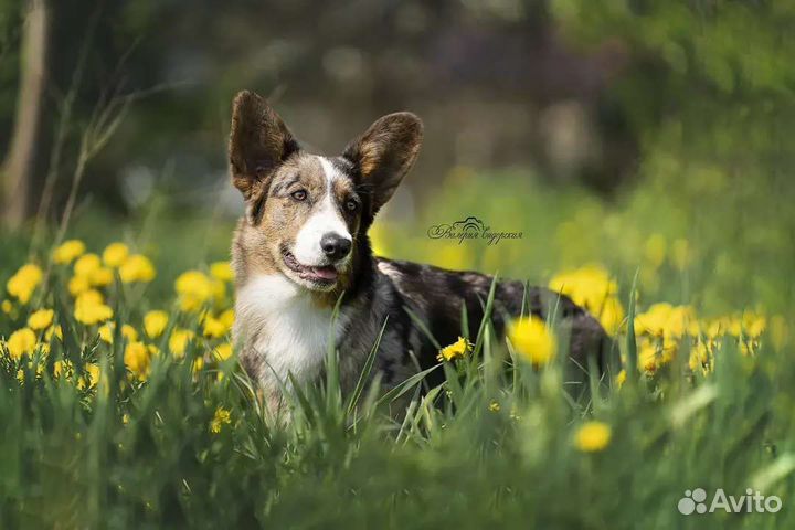 Вельш-корги