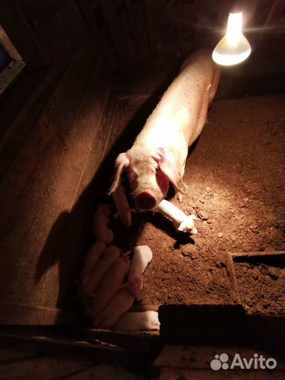 Поросята Ландрас