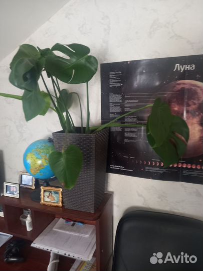Монстера