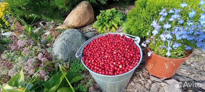 Брусника в наличии