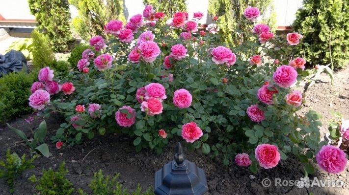 Английская Роза Princess Alexandra of Kent