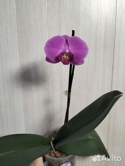Орхидея фаленопсис
