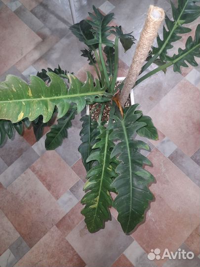 Филодендроны Мамей и Ринг оф файер взрослые растен