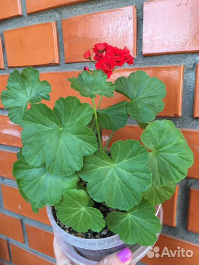 Пеларгония герань розебудная