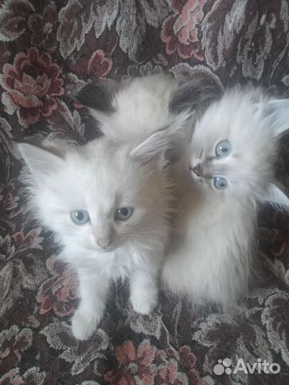Невские Маскарадные кошки