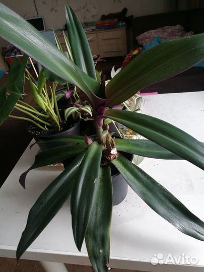 Комнатные растения