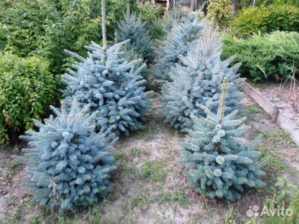 Продаю семена голубой ели колючей 1класса качества