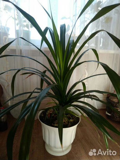 Пальма панданус