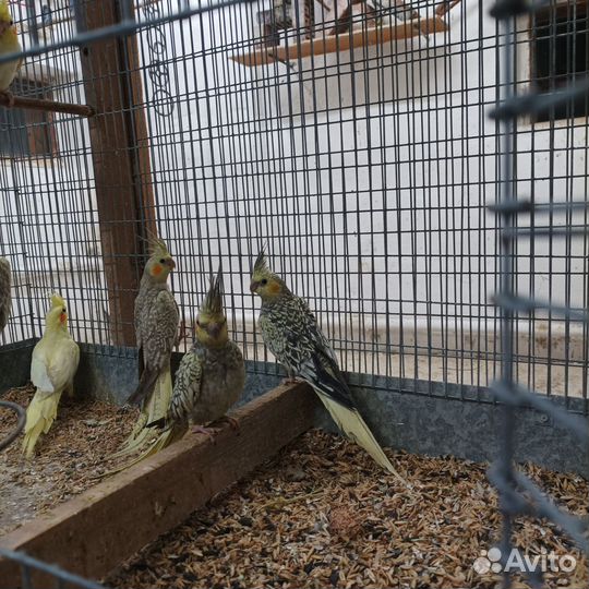 Птенцы кареллы, розелла