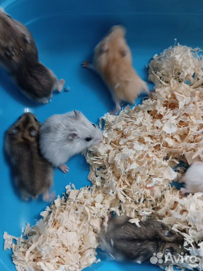 Джунгарский хомяк