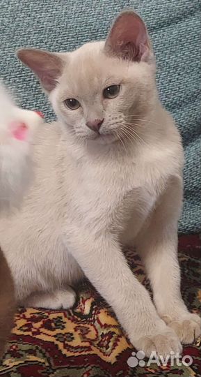 Бурманские котята
