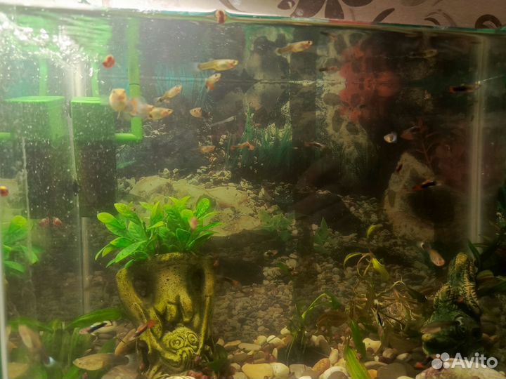 Аквариумные рыбки гуппи