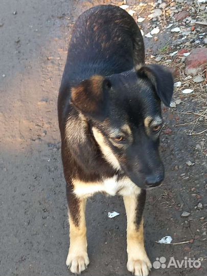 Собака во двор