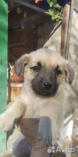 В добрые руки